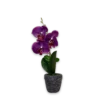 Flor violeta
